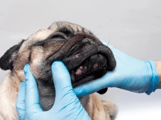 dermatitidy u psů
