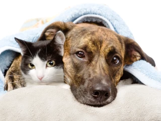 Onemocnění koček a psů