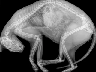 kloubního onemocnění u koček_kočka rentgen