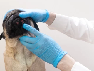 dermatologie u psů
