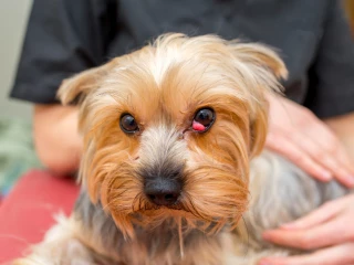 nádory očních víček u psů